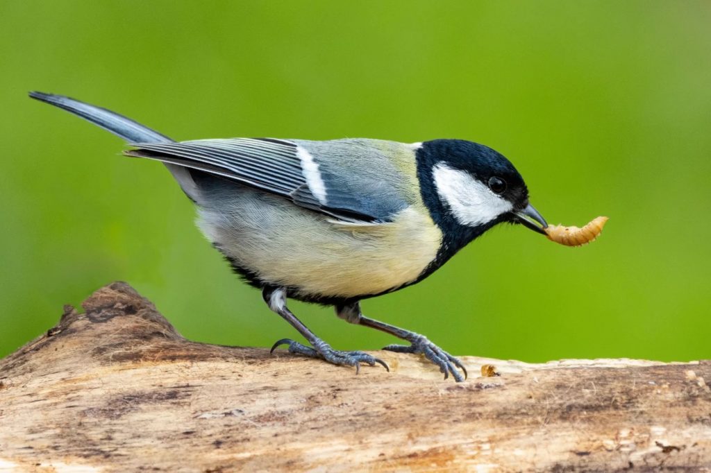 Mésange Charbonnière