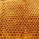 L’apithérapie pour soigner son chat