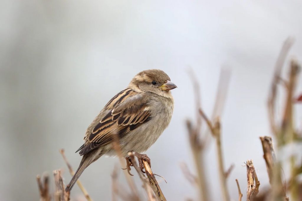 Moineau domestique