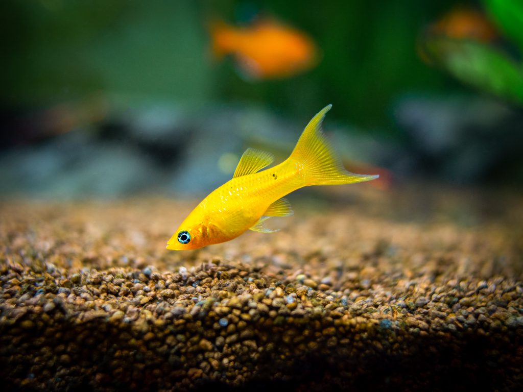 Poisson Molly jaune