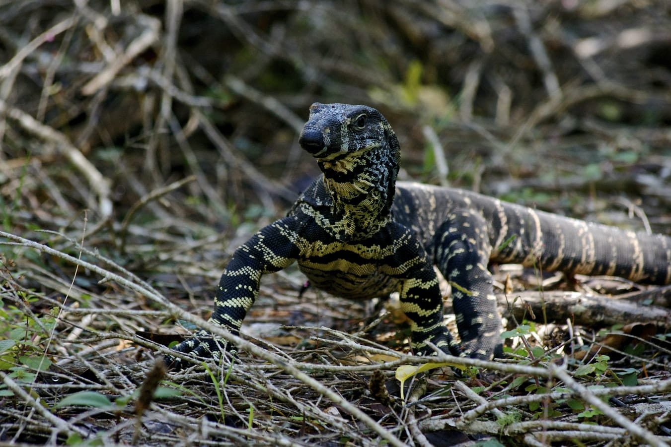 Monstre de Gila