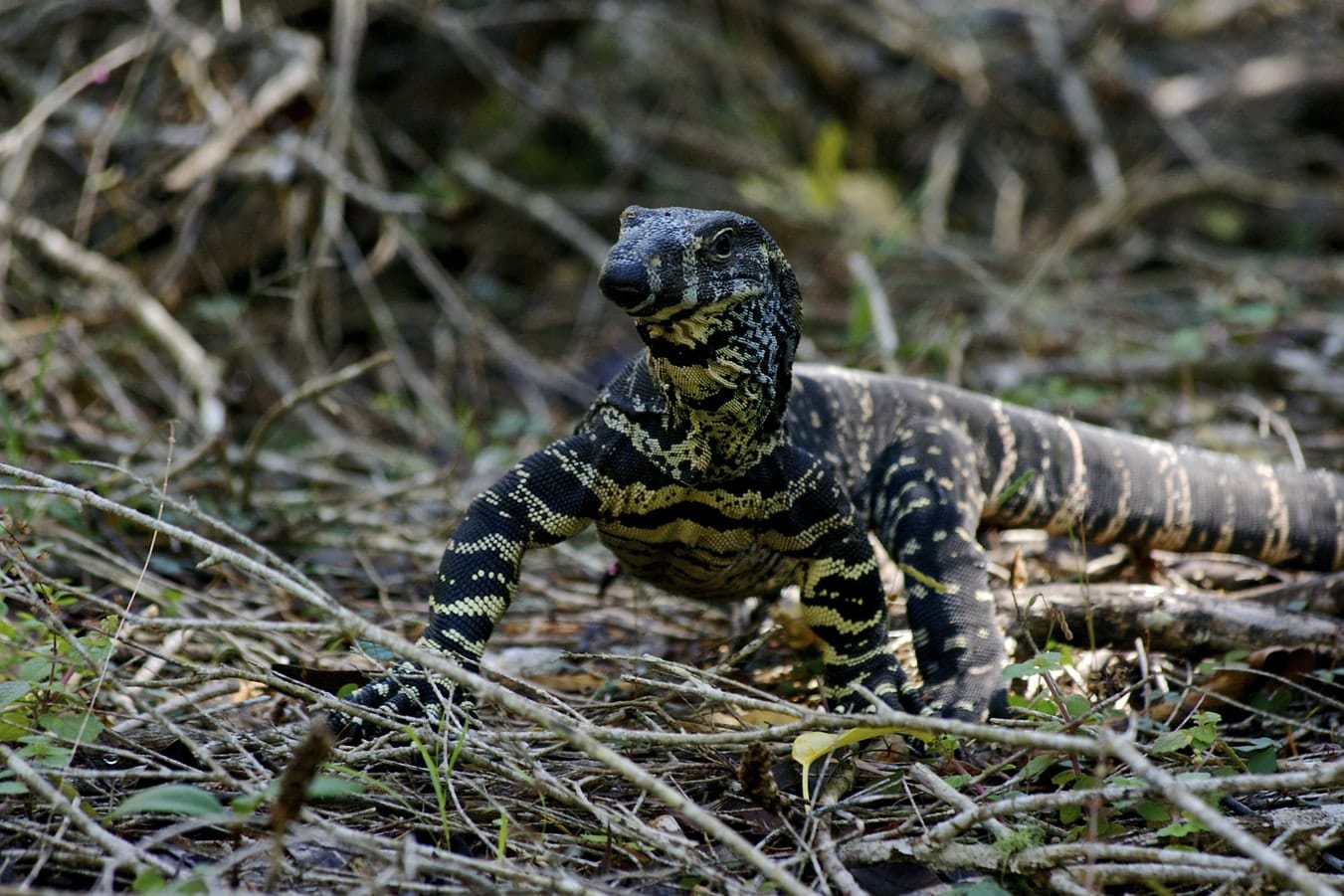 Monstre de gila