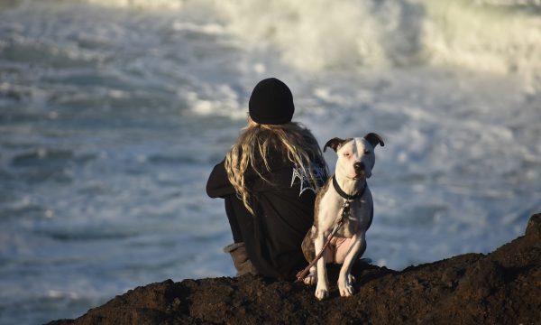 Voyager à l’étranger avec son chien : Guide complet