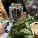 Top 10 animaux à la morsure la plus puissante