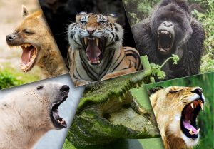 Top 10 animaux à la morsure la plus puissante