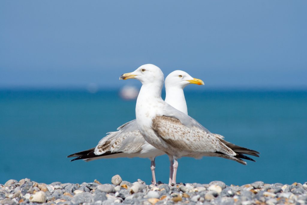 Mouette