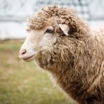 Adopter un mouton : ce qu’il faut savoir