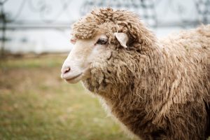 Adopter un mouton : ce qu’il faut savoir