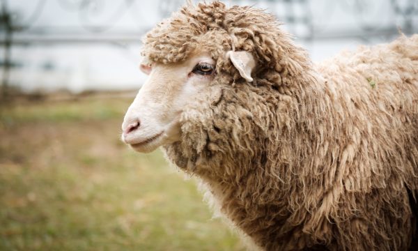 Adopter un mouton : ce qu’il faut savoir