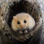 Le Muscardin, un acrobate des forêts