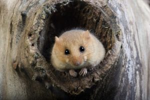 Le Muscardin, un acrobate des forêts