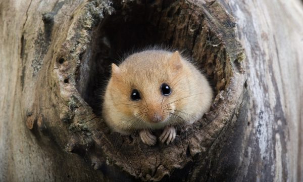 Le Muscardin, un acrobate des forêts