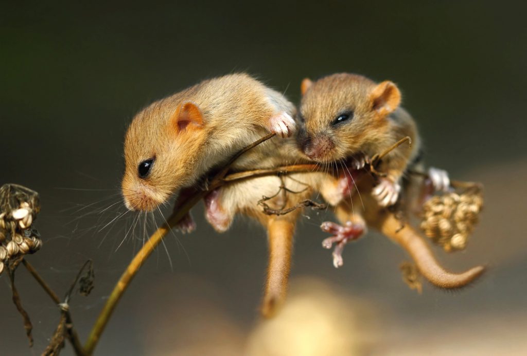 Muscardin sur des branches
