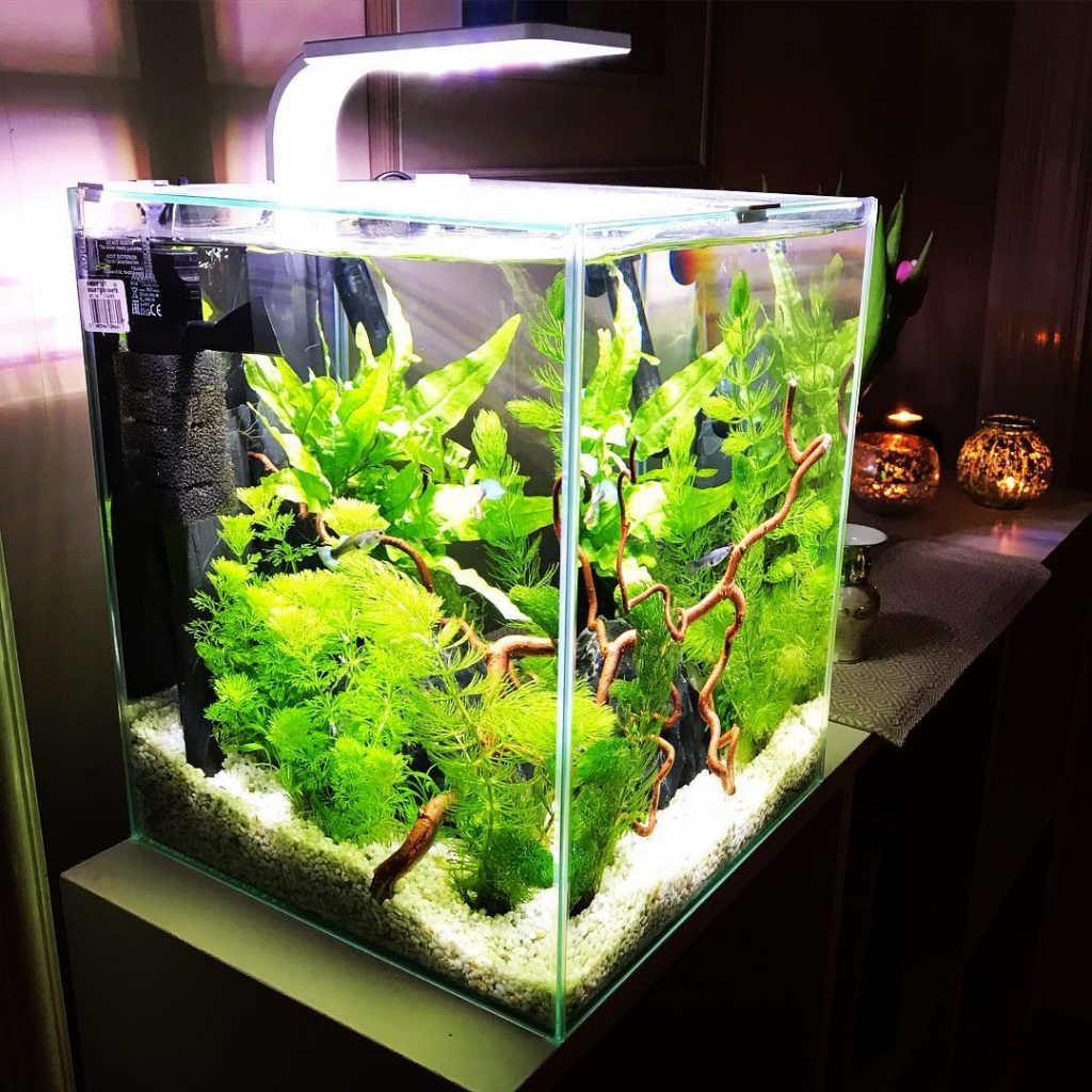 nano aquarium