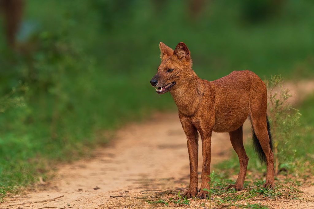 portrait photo dhole