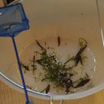 Comment nettoyer son aquarium et bien l’entretenir ?