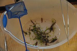 Comment nettoyer son aquarium et bien l&rsquo;entretenir ?