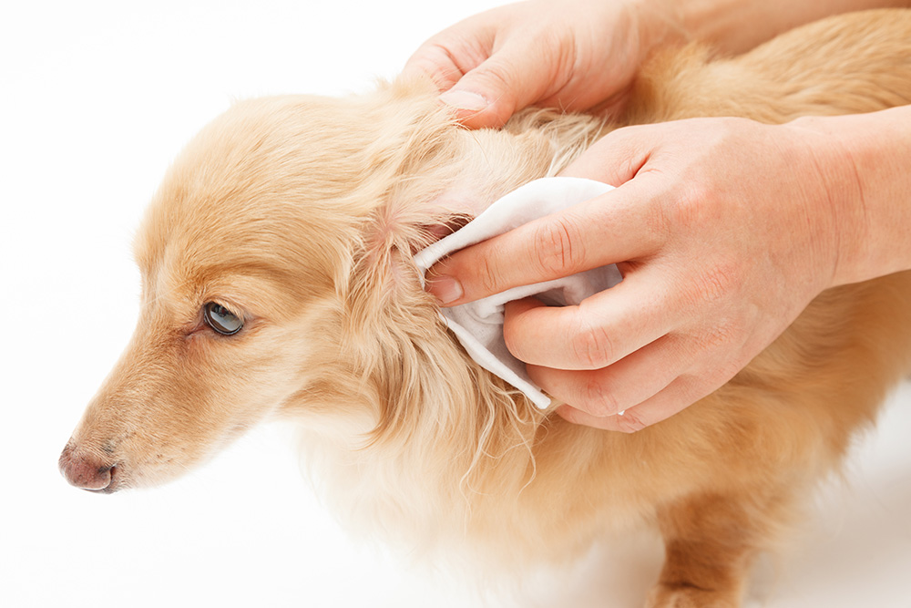 nettoyer les oreilles du chien