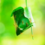 Incroyables nids : 9 animaux architectes à découvrir