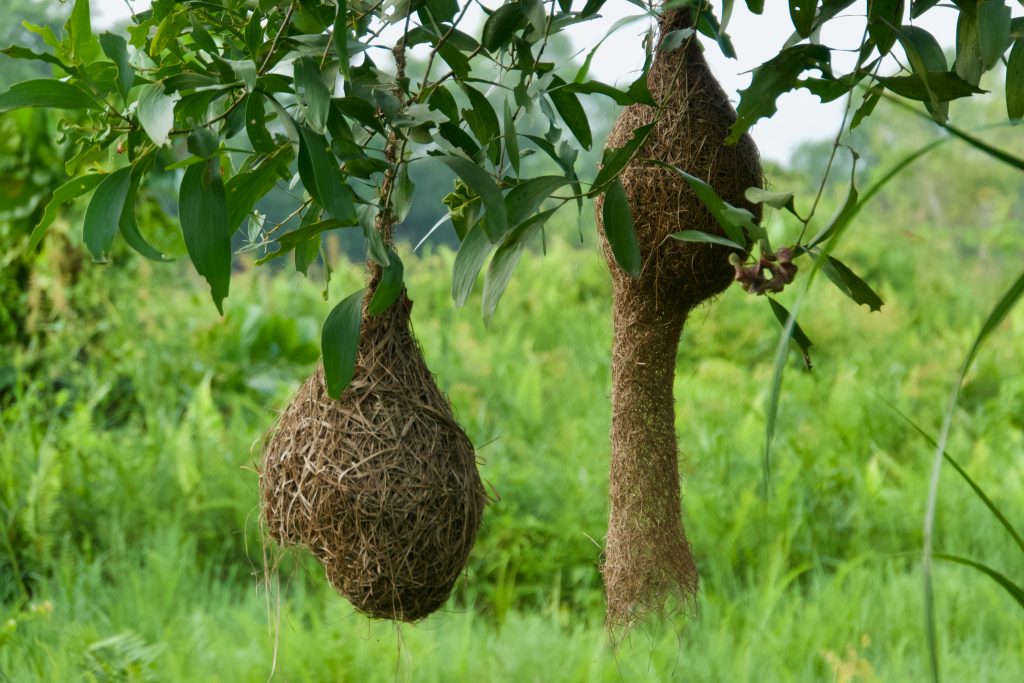 Nid suspendu d'un Tisserin