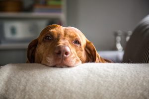 Noms de chien en V