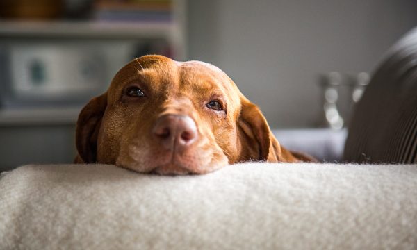 Noms de chien en V