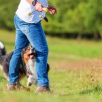 Pratiquer l’obé-rythmée avec son chien