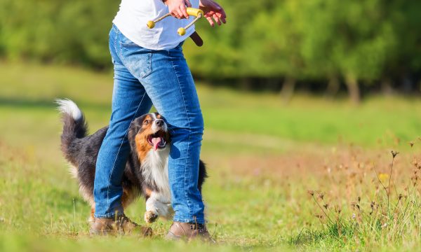 Pratiquer l’obé-rythmée avec son chien