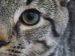 Maladies des yeux du chat et comment les soigner