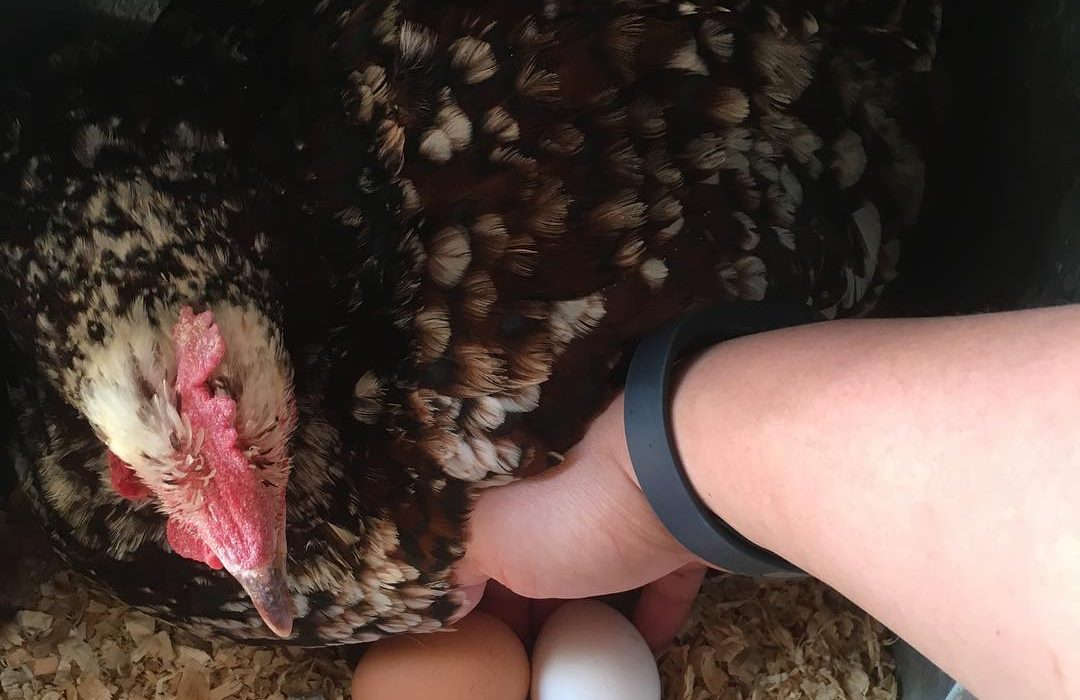 Combien d’oeufs par an les poules pondent-elles ?