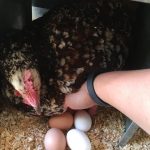 Combien d’oeufs par an les poules pondent-elles ?