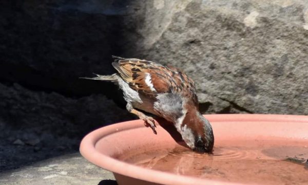 Quel abreuvoir choisir pour les oiseaux ?