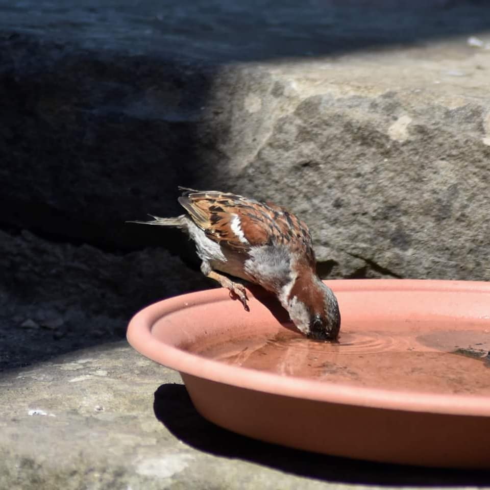 dobar 12971 Abreuvoir Rond avec Deux Oiseaux décoratifs en céramique pour Oiseaux Sauvages Gris Pierre 