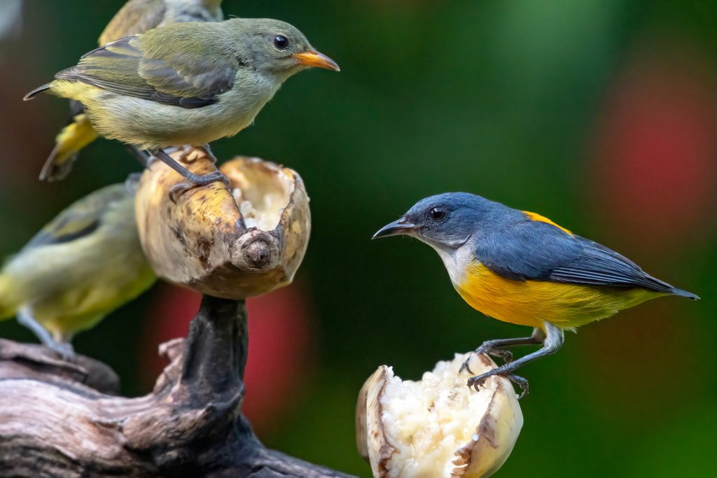 oiseau sur une branche