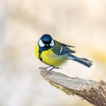 20 oiseaux les plus observés dans les jardins en France