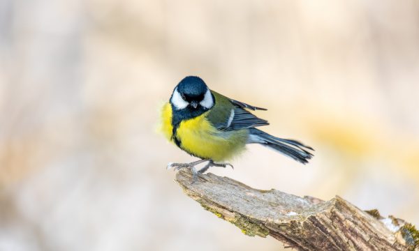 20 oiseaux les plus observés dans les jardins en France