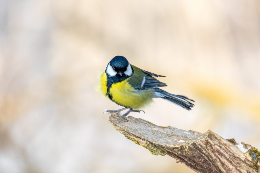 Oiseaux du Jardin : Top 20 des espèces les plus courantes