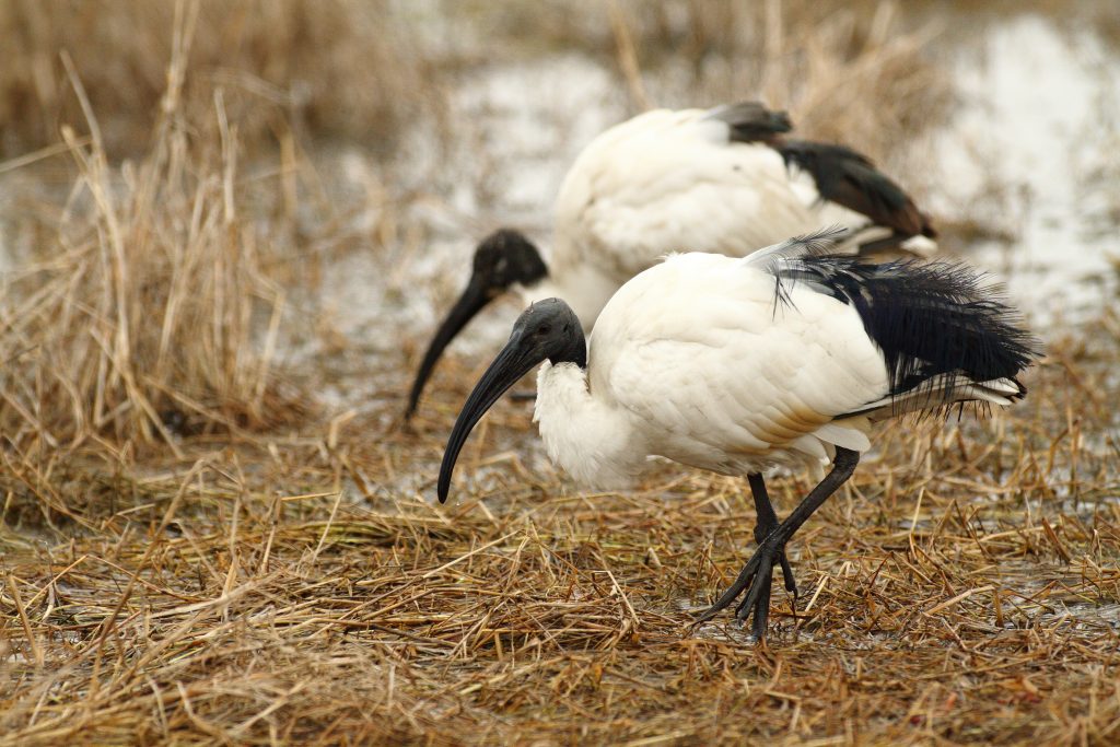 Oiseau ibis sacré