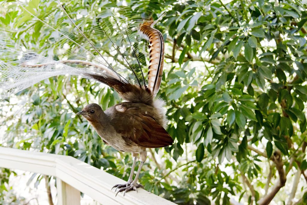 Oiseau lyre (ménure)