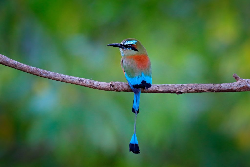 oiseau motmot