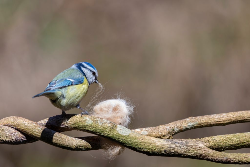 Poils dans le bec d'un oiseau