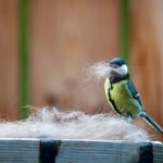 Les poils de chien pour des nids d’oiseaux : bon ou mauvais ?
