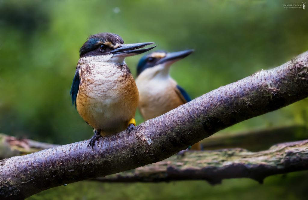 Photo d'un oiseau dans la forêt