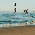 Oiseaux de bord de mer : 13 espèces à découvrir