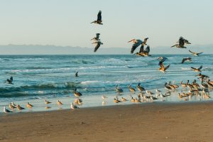 Oiseaux de bord de mer : 13 espèces à découvrir