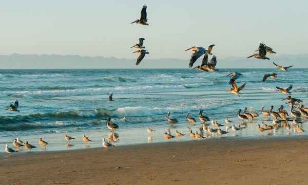 Oiseaux de bord de mer : 13 espèces à découvrir