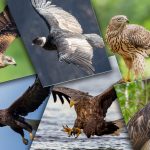 Oiseaux rapaces : Top 16 des espèces les plus dangereuses