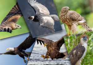 Oiseaux rapaces : Top 16 des espèces les plus dangereuses