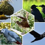 Top 5 Oiseaux les plus intelligents au monde