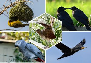 Top 5 Oiseaux les plus intelligents au monde